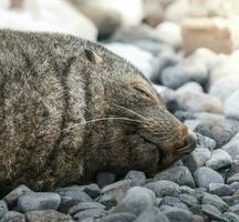 antartico pelliccia sealarctophoca gazzella, un spiaggia, antartico penisola. foto