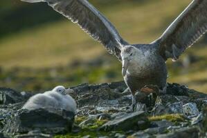 antartico gigante procellaria, hannah Punto, Livingston isola, Sud shetland , artrtica foto