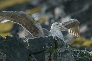 antartico gigante procellaria, hannah Punto, Livingston isola, Sud shetland , artrtica foto