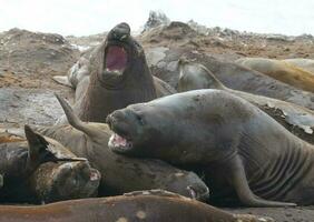 elefante sigillo, hannah punto, antartico penisola. foto