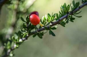 piquillina, endemico selvaggio frutta nel il pampa foresta, patagonia, argentina foto