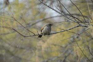 baia alato cowbird foto