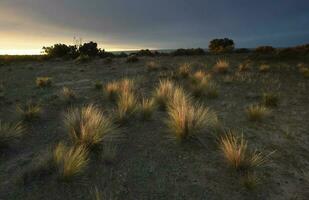 pampa erba nel campagna, penisola Valdes, patagonia, argentina. foto