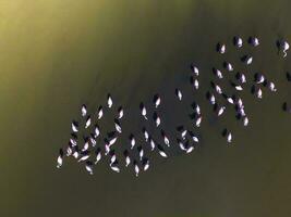 fenicotteri nel patagonia, aereo vista, argentina foto