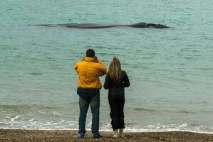 turisti Guardando balene, osservazione a partire dal il costa foto