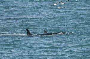 orche a caccia mare leoni, patagonia , argentina foto