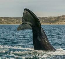 balena coda nel penisola Valdes,, patagonia, argentina foto