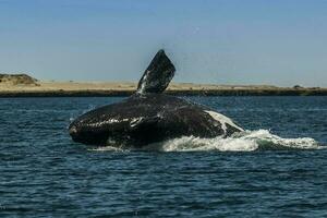 balena salto nel penisola Valdes,, patagonia, argentina foto