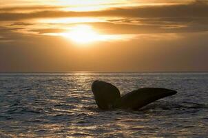 balena coda nel penisola Valdes,, patagonia, argentina foto