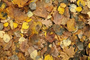 autunno foglie, superiore Visualizza foto