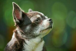 chihuahua cucciolo ritratto, poco cane nel giardino foto