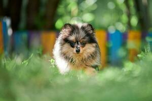 cucciolo di spitz di Pomerania in giardino foto