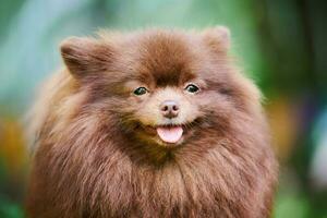 cane spitz pomeraniano in giardino, primo piano ritratto del viso foto