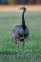 un emu è a piedi nel un' campo foto