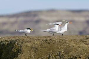 un' gruppo di uccelli in piedi su un' roccia foto