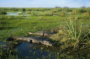 alligatori nel argentino natura Riserva habitat foto