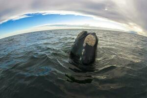 grande balena salto nel il acqua foto