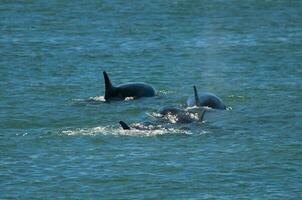 orca a caccia mare leoni nel il litorale ,penisola Valdes, patagonia, argentina. foto