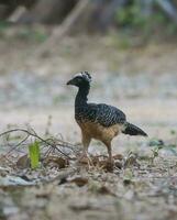 spoglio affrontato curassow, nel un' giungla ambiente, pantanal brasile foto