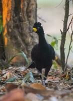 spoglio affrontato curassow, nel un' giungla ambiente, pantanal brasile foto