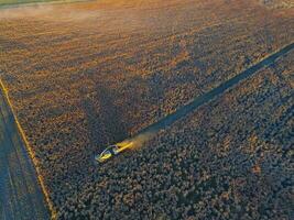 saggina raccolto, nel la pampa, argentina foto