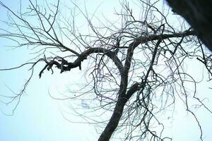 un' asciutto albero ramo senza le foglie albero ramo silhouette su cielo rami foresta boschi natura foto