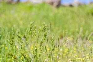 un' prato campo con fresco erba e giallo fiori. estate primavera naturale paesaggio. un' fioritura paesaggio sfondo per un' cartolina, striscione, o manifesto foto