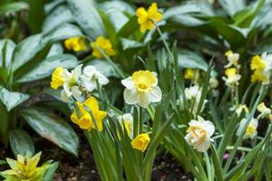 un' fiore letto con giallo giunchiglie fioritura nel il primavera giardino. nel il molla, giunchiglie di vario tipi fioritura nel il giardino. un' fioritura narciso. fioritura giunchiglie nel primavera foto