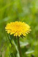 dente di leone nel il erba. giallo dente di leone fiore. verde erba. avvicinamento. primavera verdi. primavera umore. sfondo per un' cartolina, striscione, o manifesto. foto