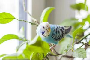 un' bellissimo blu pappagallino si siede senza un' gabbia su un' Casa pianta. tropicale uccelli a casa. piumato animali domestici a casa foto