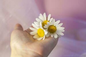 un' donna di mano con bianca margherite su un' leggero sfondo. concetto morbidezza e tenerezza, anti età effetto, alleviare di movimento. un' naturale Prodotto. foto