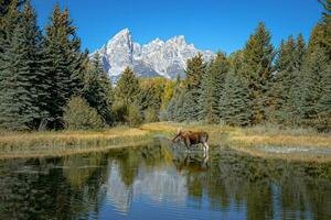 schwabacher atterraggio con Toro alce, mille dollari teton np foto