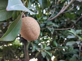 un' manilkara zapota frutta. anche chiamato come sapodilla, sapote, chicozapote, ciccio, chicle, naseberry, o nispero foto