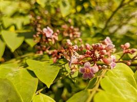 un' vicino su di averrhoa carambole fiore. un' specie di albero nel il famiglia oxalidaceae nativo per tropicale sud-est Asia foto