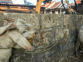 un' capra o capra hircus a azienda agricola nel Indonesia foto