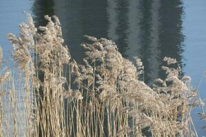 drammatico Alba al di sopra di il calma fiume nel primavera con piegato erba contro sole. daugava, Lettonia foto