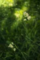 fioritura orecchie di erbacce. naturale prato nel il luminosa sole foto