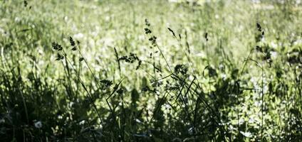 fioritura orecchie di erbacce. naturale prato nel il luminosa sole foto