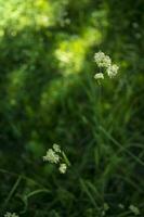 fioritura orecchie di erbacce. naturale prato nel il luminosa sole foto