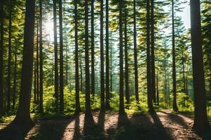 foresta durante il giorno foto