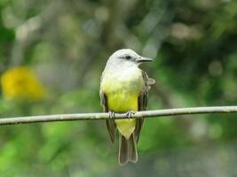 suiriri nome scientifico tiranno malinconico tropicale kingbird foto