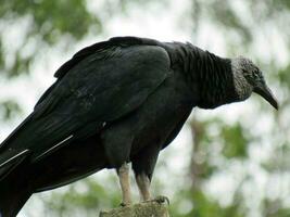 urubu-preto nome scientifico coragips atratus nero avvoltoio foto