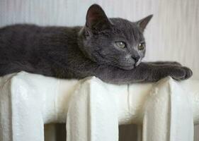 un' grigio gatto è dire bugie su un' bianca termosifone e riscaldamento su. il gatto sembra a il termostato su il batteria. il concetto di mancanza di riscaldamento nel Residenziale edifici nel Europa foto
