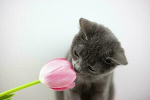 Britannico gatto annusa un' mazzo di tulipani. il manifestazione e aroma di primavera. animali domestici e fiori. tulipani nel il teiera foto