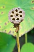 asciutto loto fiore foto