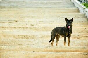 cane si fermò su il scale. foto