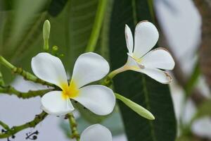 bianca frangipani fiori nel il giardino foto