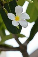 bianca frangipani fiori nel il giardino foto