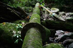 acqua tubi nel il foresta per un' lungo tempo foto