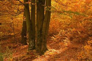 foresta in autunno, nei colori arancioni e gialli. foto